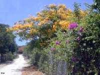 Flamboyant jaune  et  Bougainvillée